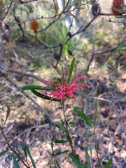 Grevillea oleoides