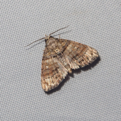 Chlumetia transversa