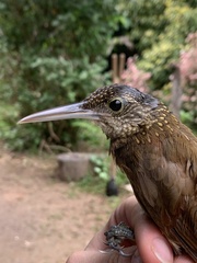 Xiphorhynchus elegans