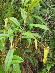 Nepenthes distillatoria