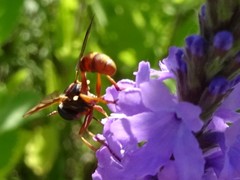 Physocephala marginata