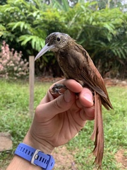 Xiphorhynchus elegans