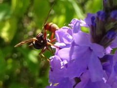 Physocephala marginata