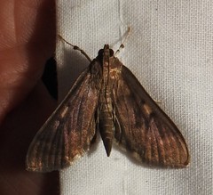 Herpetogramma sphingealis