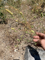 Sanguisorba occidentalis