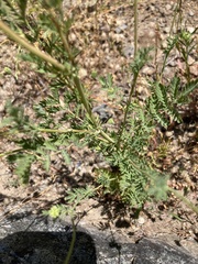 Sanguisorba occidentalis