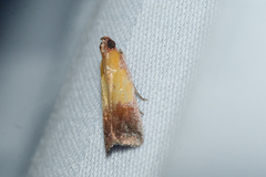 Piesmopoda semilutea