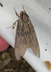 Sphinx canadensis