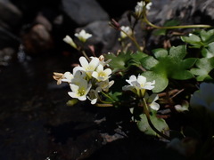 Romanzoffia sitchensis