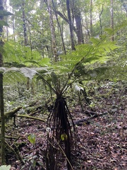 Alsophila spinulosa