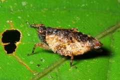 Metrodora reticulata