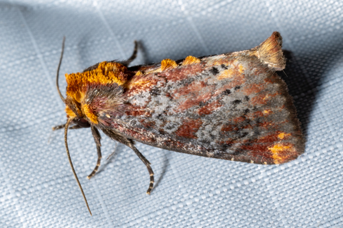 Elder Shoot Borer Moth photo 5