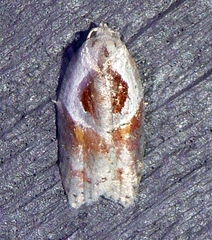 Acleris maculidorsana