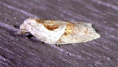 Acleris maculidorsana
