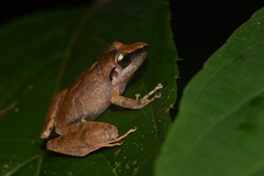 Pristimantis reichlei