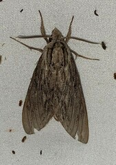 Sphinx canadensis