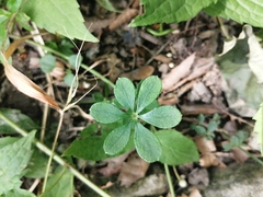 Galium asperuloides hoffmeisteri