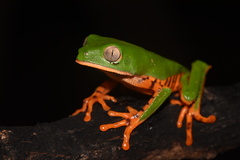 Callimedusa tomopterna