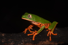 Callimedusa tomopterna