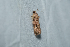 Sycacantha