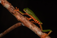 Callimedusa tomopterna