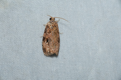 Sycacantha