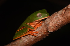 Callimedusa tomopterna
