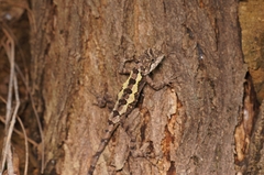 Diploderma micangshanense