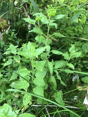 Stellaria bungeana