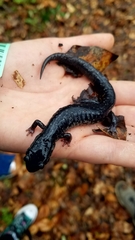 Plethodon glutinosus