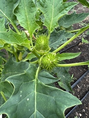 Datura stramonium