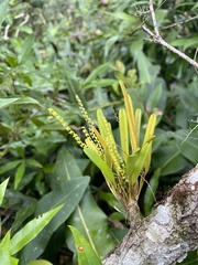 Stelis triangulabia