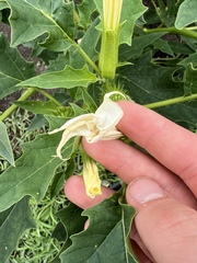 Datura stramonium