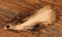 Olethreutes punctanum