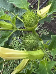 Datura stramonium