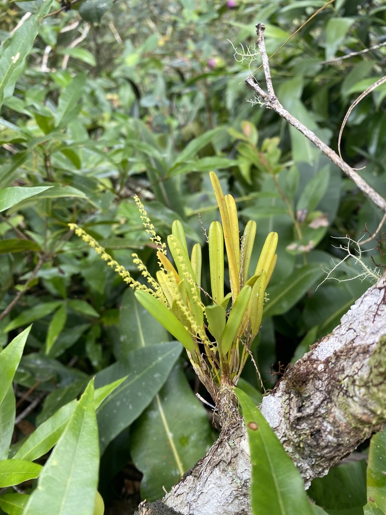 Stelis triangulabia