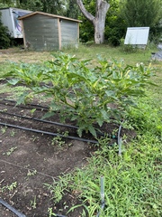 Datura stramonium