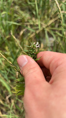 Leonurus cardiaca