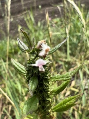 Leonurus cardiaca