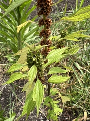 Leonurus cardiaca