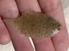 Citharichthys spilopterus