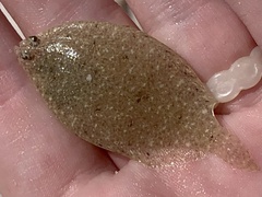 Citharichthys spilopterus