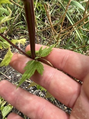 Leonurus cardiaca