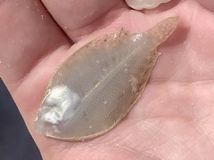 Citharichthys spilopterus