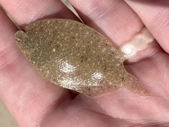 Citharichthys spilopterus