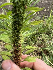 Leonurus cardiaca