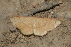 Pylargosceles