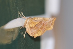 Selenia alciphearia