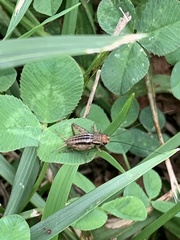 Allonemobius socius