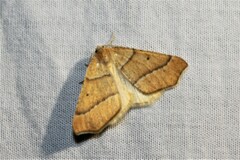 Destutia excelsa